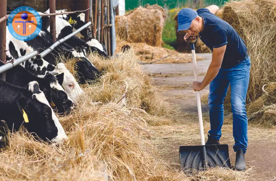 A dairy worker with fodder shovel working in dairy form having black and white cows eating fodder.